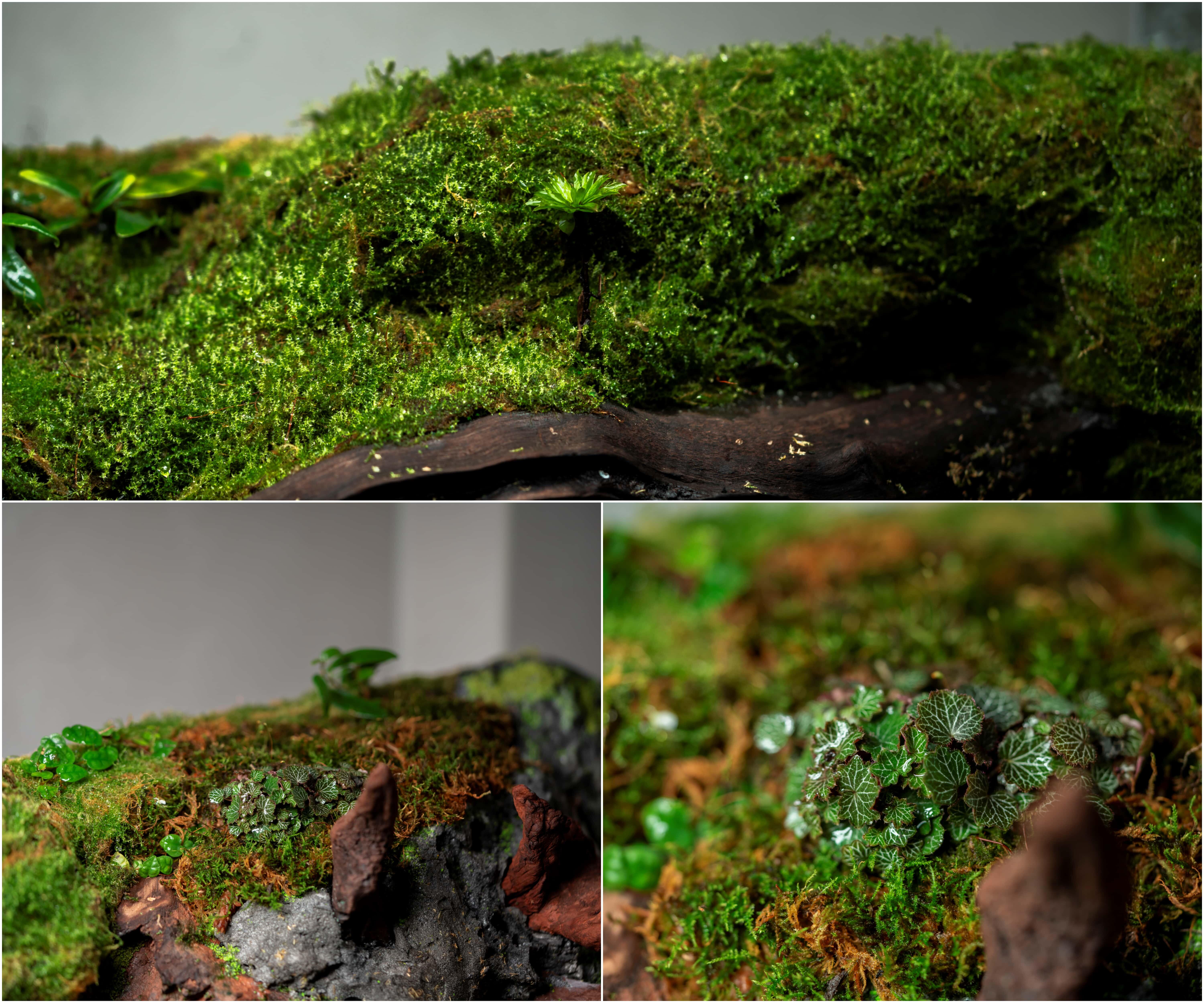 120顶部苔藓2