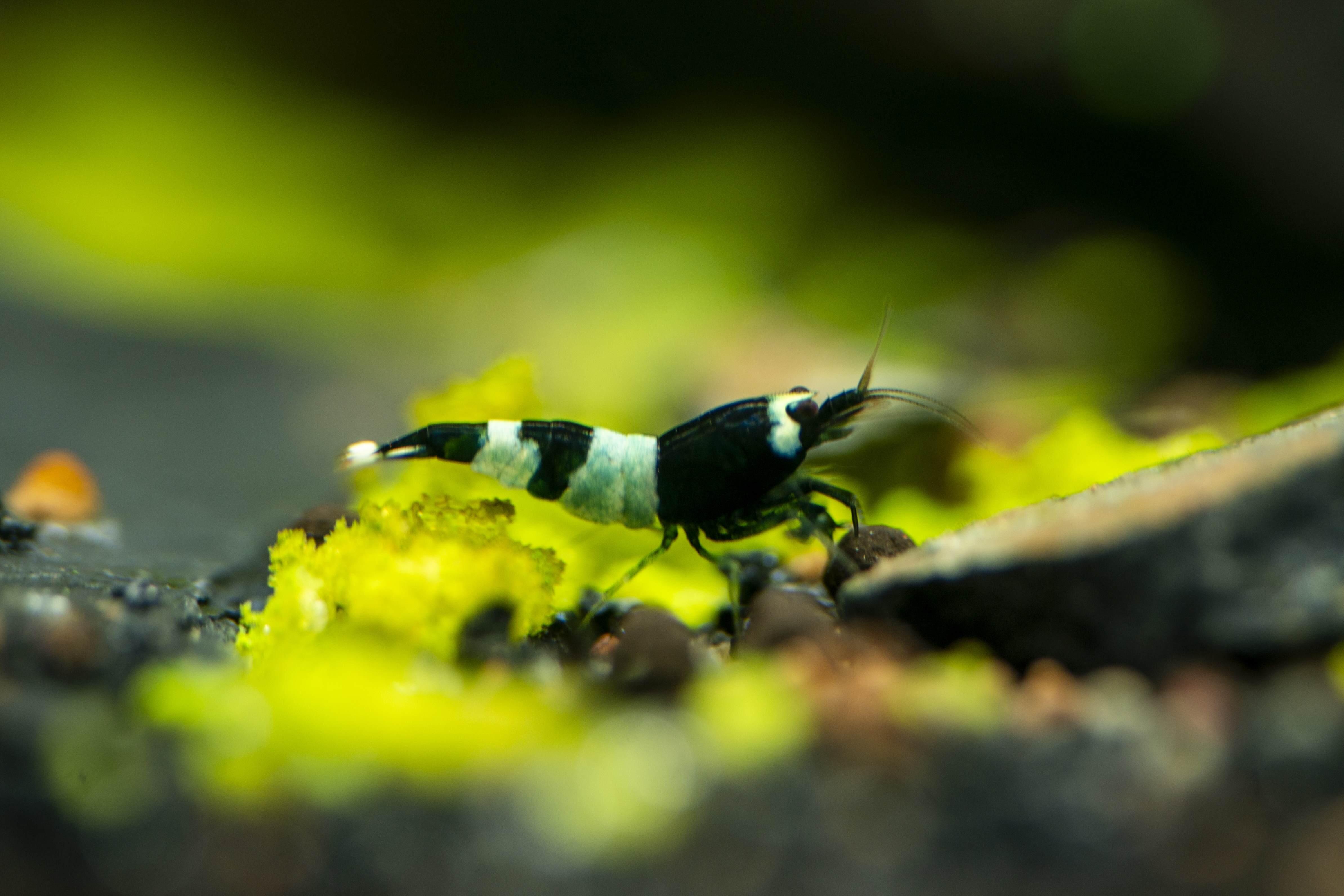 浅尝水晶虾开缸
